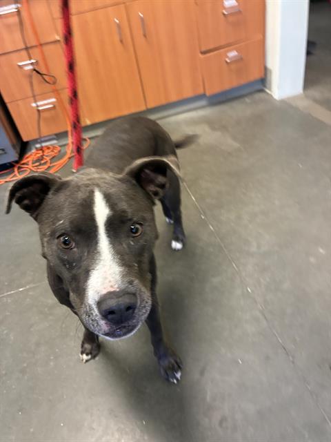 VELMA, a adult female Pit Bull Terrier Mix