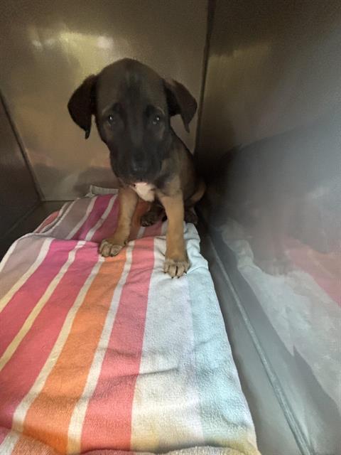 ATLAS*, a baby male German Shepherd Dog Mix