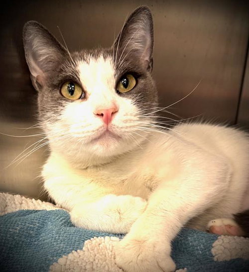 LILA*, an adoptable Domestic Short Hair in Santa Cruz, CA