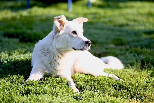 BLONDIE*, an adoptable Great Pyrenees in Santa Cruz, CA