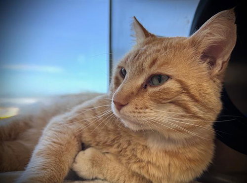 DANNY*, an adoptable Domestic Short Hair in Santa Cruz, CA