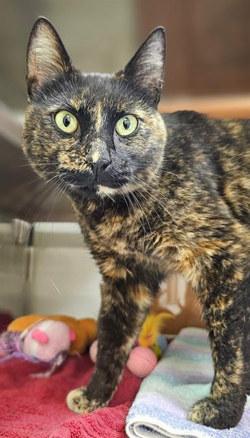 LITTLE FLOWER*, an adoptable Domestic Short Hair in Santa Cruz, CA