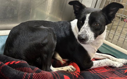 NOVA, an adoptable Australian Cattle Dog in Santa Cruz, CA