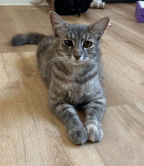 AMORE*, an adoptable Domestic Long Hair in Santa Cruz, CA