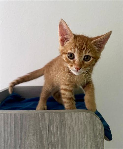 FIORE*, an adoptable Domestic Short Hair in Santa Cruz, CA
