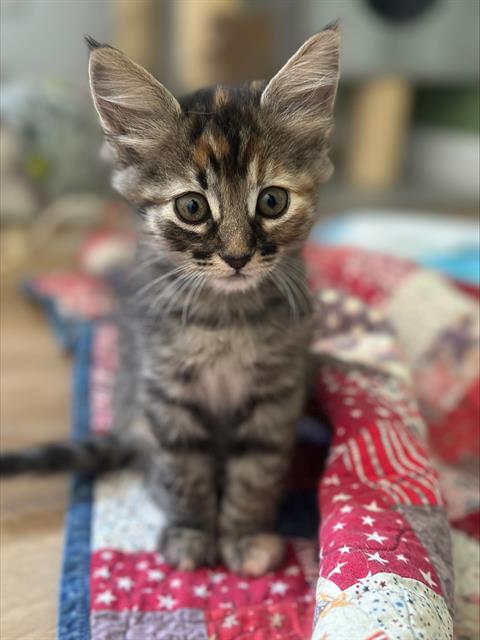 ISABELLA*, an adoptable Domestic Short Hair in Santa Cruz, CA