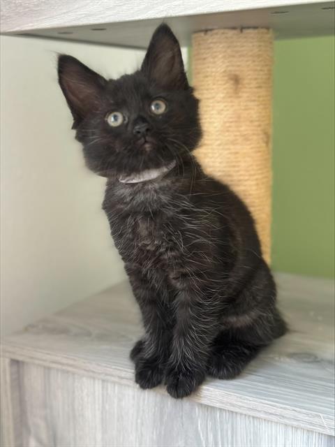 GIULIA*, an adoptable Domestic Short Hair in Santa Cruz, CA