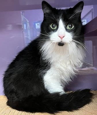 ROXY, Senior Domestic Long Hair (medium coat), cat for adoption in Santa Clara, California