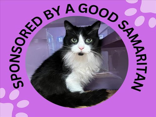 ROXY, Senior Domestic Long Hair (medium coat), cat for adoption in Cupertino, California