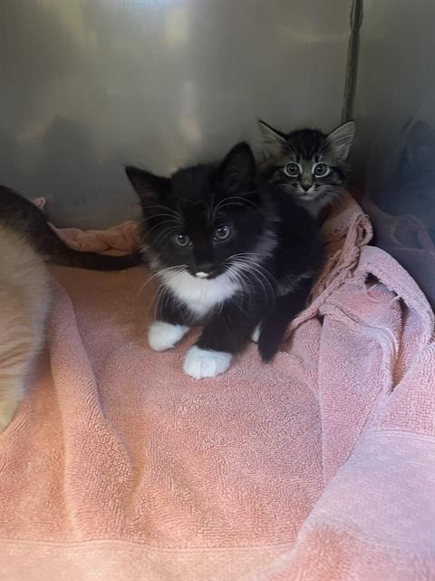 EENY*, an adoptable Domestic Short Hair in Santa Cruz, CA