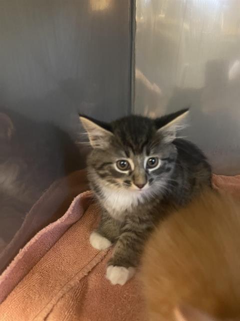 MOE*, an adoptable Domestic Short Hair in Santa Cruz, CA