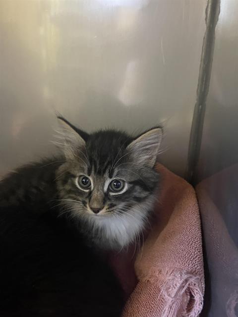 MINEY*, an adoptable Domestic Short Hair in Santa Cruz, CA