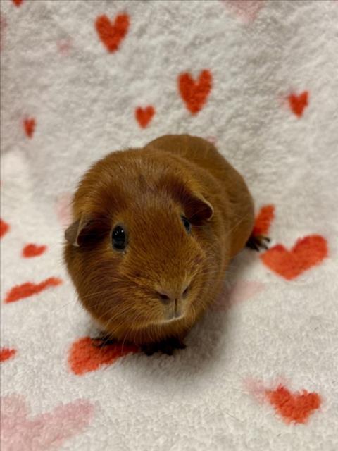 CINNAMON