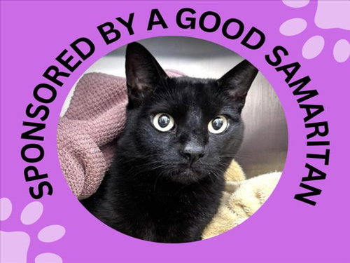 KYLO, Senior Domestic Short Hair (medium coat), cat for adoption in Cupertino, California