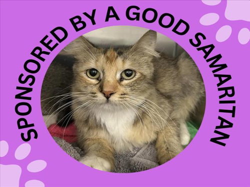 VICTORIA*, Young Domestic Short Hair (medium coat), cat for adoption in Watsonville, California