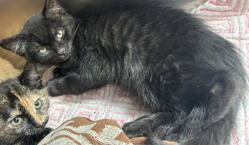 ROMEO*, Baby Domestic Short Hair (medium coat), cat for adoption in Santa Clara, California
