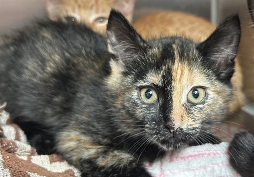 JULIET*, Baby Domestic Short Hair (medium coat), cat for adoption in Santa Clara, California