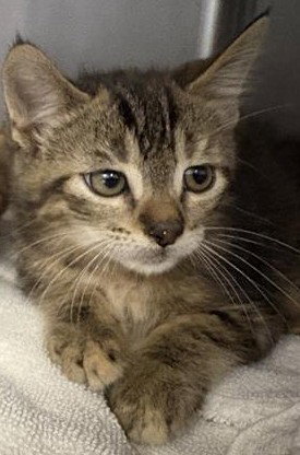 GENEVA*, Baby Domestic Short Hair (medium coat), cat for adoption in Santa Clara, California