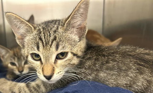 GIOVANNI*, Baby Domestic Short Hair (medium coat), cat for adoption in Gilroy, California