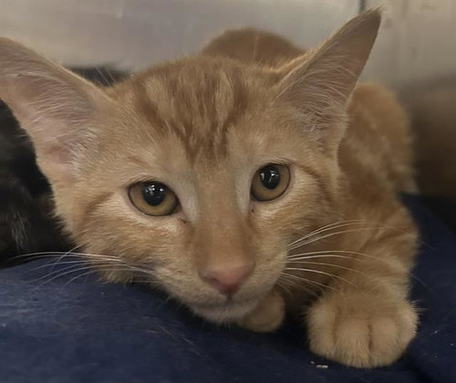 GEORGE*, Baby Domestic Short Hair (medium coat), cat for adoption in Santa Clara, California