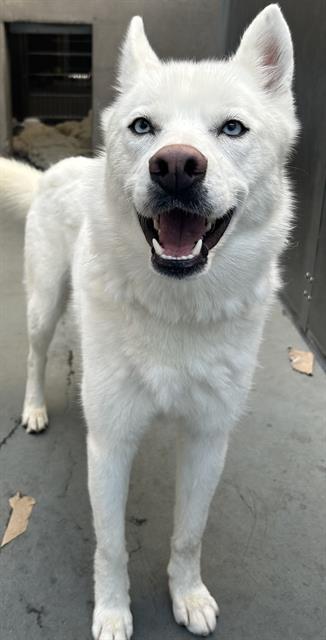 COCO