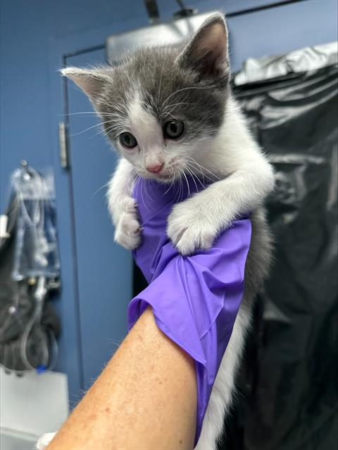 BISCUIT*, Baby Domestic Short Hair (medium coat), cat for adoption in Santa Clara, California