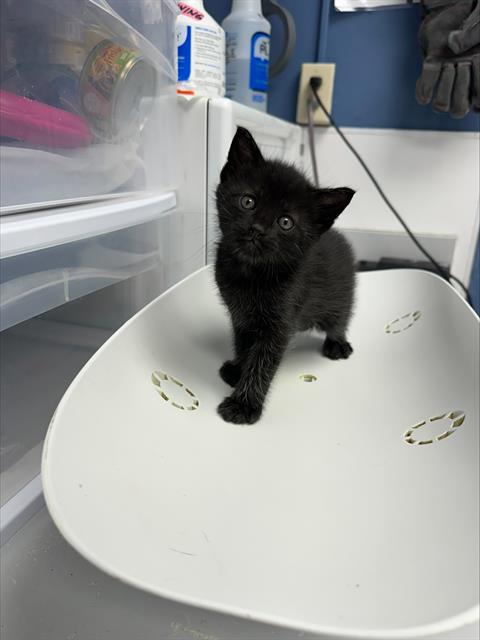 BLACK JACK*, Baby Domestic Short Hair (medium coat), cat for adoption in Santa Clara, California