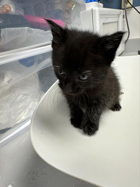 SPRINKLE*, Baby Domestic Short Hair (medium coat), cat for adoption in Santa Clara, California