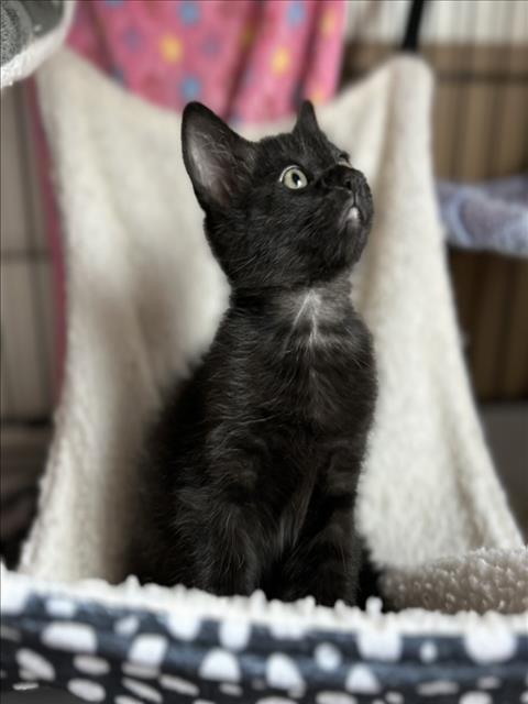 MOONLIGHT*, Baby Domestic Short Hair (medium coat), cat for adoption in Santa Clara, California