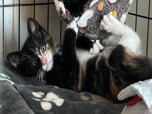 STAR*, Baby Domestic Short Hair (medium coat), cat for adoption in Santa Clara, California