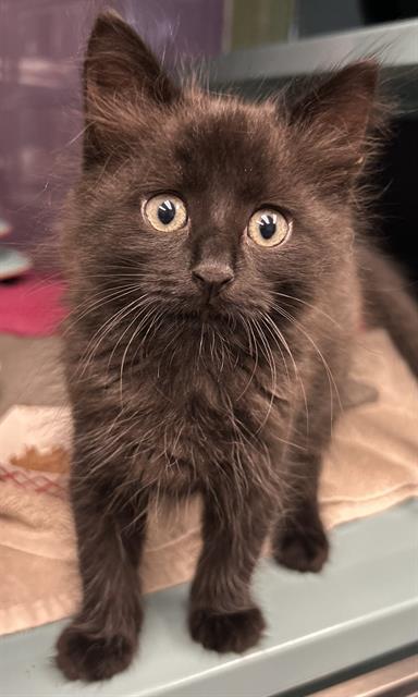 SOMBRE, Baby Domestic Medium Hair (medium coat), cat for adoption in Santa Clara, California