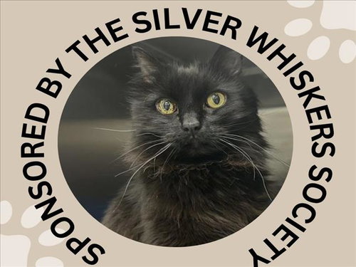 CONRAD, Adult Domestic Long Hair (medium coat), cat for adoption in Cupertino, California