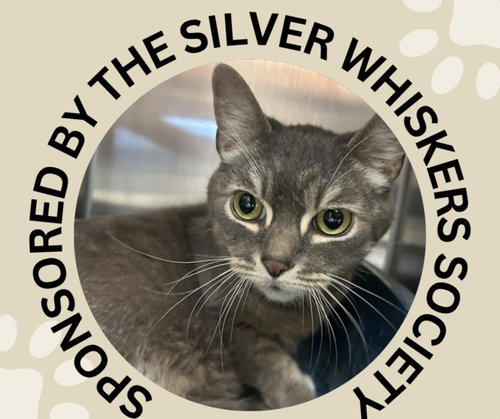 MAC, Adult Domestic Short Hair (medium coat), cat for adoption in Cupertino, California