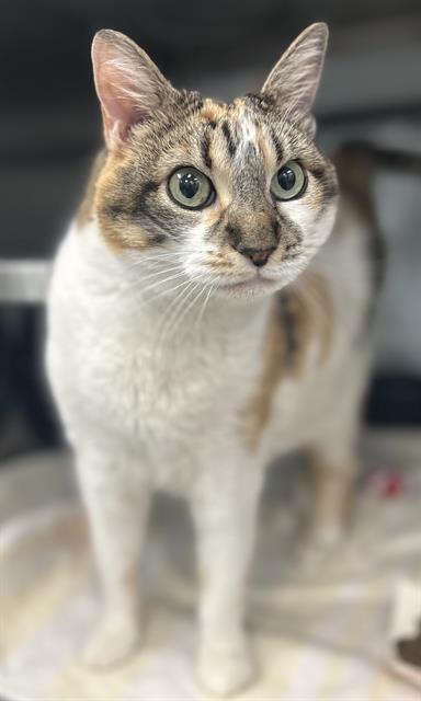 JOAN, Senior Domestic Short Hair (medium coat), cat for adoption in Campbell, California
