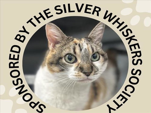 JOAN, Senior Domestic Short Hair (medium coat), cat for adoption in Watsonville, California