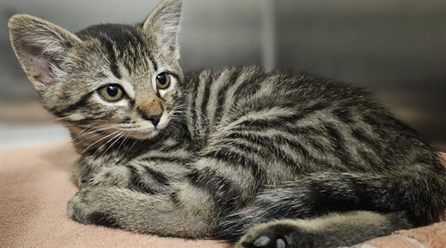 THEO*, Baby Domestic Short Hair (medium coat), cat for adoption in Watsonville, California