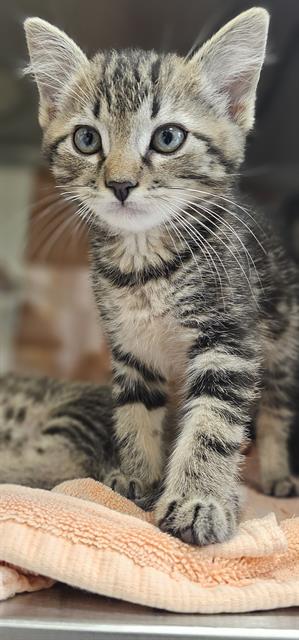 LEO*, Baby Domestic Short Hair (medium coat), cat for adoption in Watsonville, California