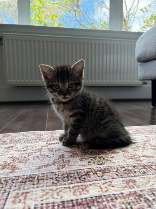CLEO*