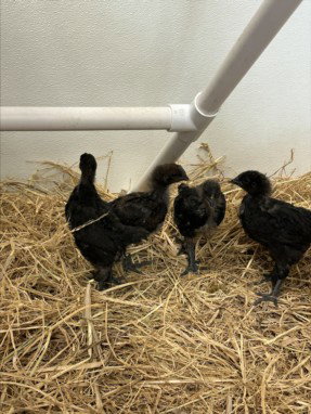 CLUCK*