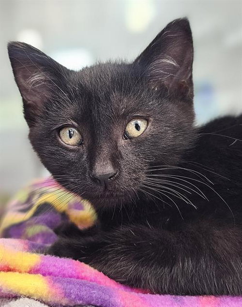 EDISON*, Baby Domestic Short Hair (medium coat), cat for adoption in Watsonville, California