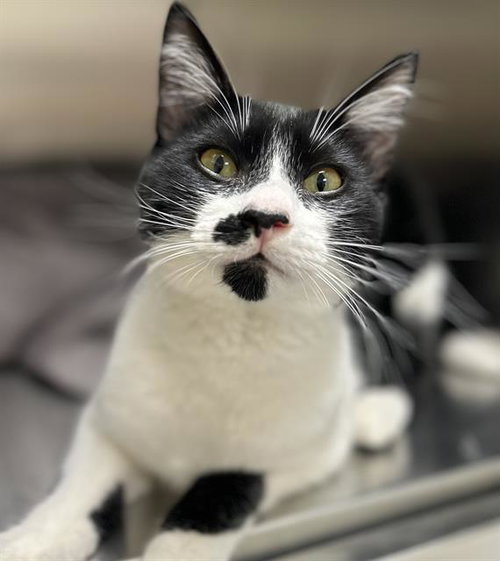 BLITZEN*, Young Domestic Short Hair (medium coat), cat for adoption in Watsonville, California