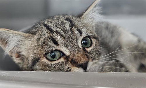 BUNSON*, Baby Domestic Medium Hair (medium coat), cat for adoption in Watsonville, California