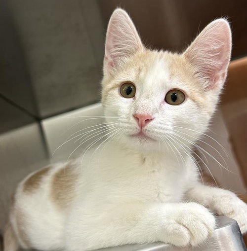 PERCI*, Baby Domestic Short Hair (medium coat), cat for adoption in Cupertino, California