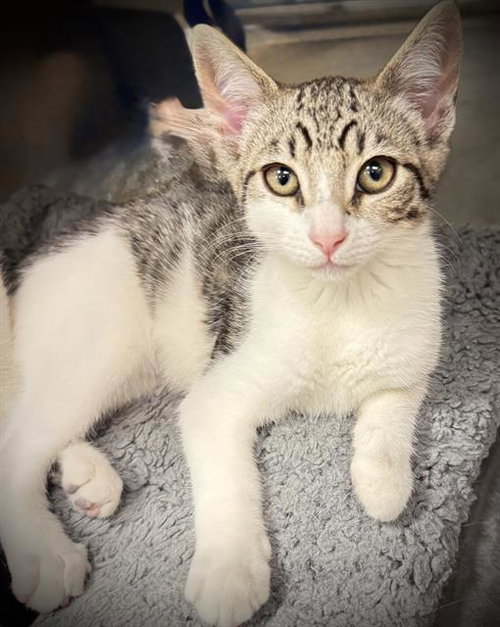 PEBBLE*, Baby Domestic Short Hair (medium coat), cat for adoption in Cupertino, California