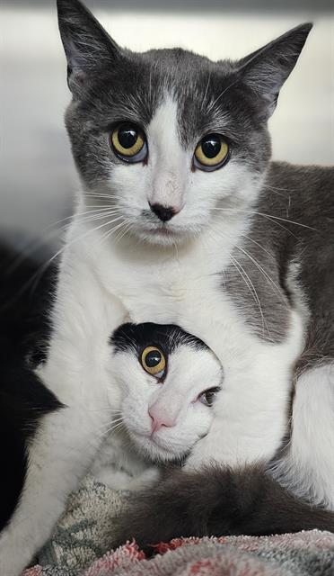 CHRISSY*, Young Domestic Short Hair (medium coat), cat for adoption in Watsonville, California
