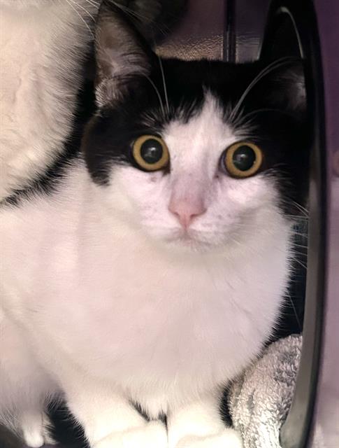 JANET*, Young Domestic Short Hair (medium coat), cat for adoption in Campbell, California