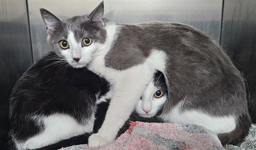JANET*, Young Domestic Short Hair (medium coat), cat for adoption in Watsonville, California