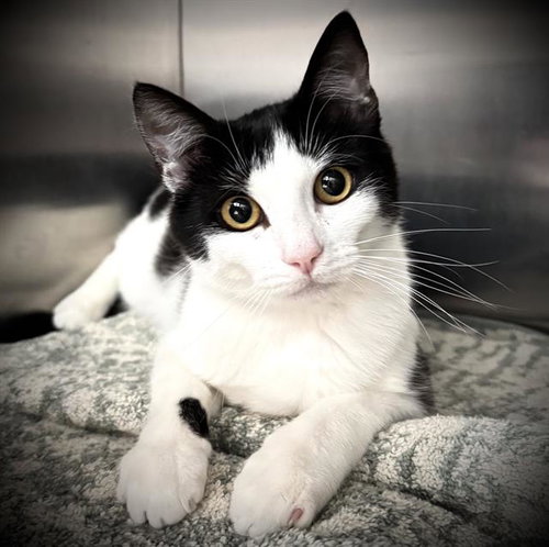 JANET*, Young Domestic Short Hair (medium coat), cat for adoption in Cupertino, California