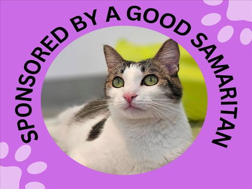 LILO*, an adoptable Domestic Medium Hair in Santa Cruz, CA