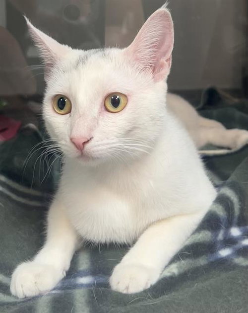 NOVA